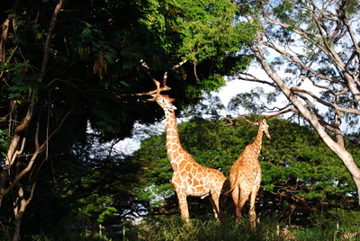 giraffe honolulu zoo